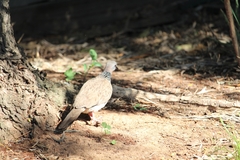 Streptopelia chinensis