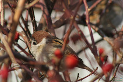 Passer montanus