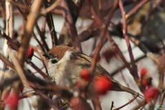 Passer montanus