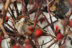 Passer montanus