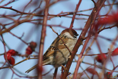 Passer montanus