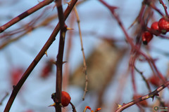 Passer montanus