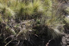 Cheilanthes quadripinnata