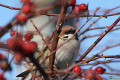 Passer montanus