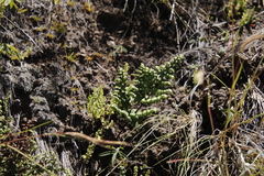 Cheilanthes quadripinnata