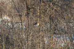 Turdus pilaris