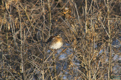 Turdus pilaris