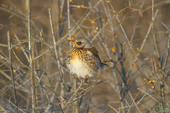 Turdus pilaris