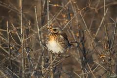 Turdus pilaris
