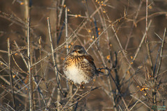 Turdus pilaris