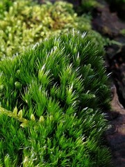 Campylopus flexuosus