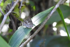 Tmolus echion