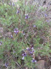 Lavandula canariensis image