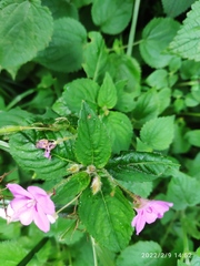 Impatiens sylvicola
