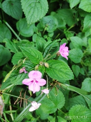 Impatiens sylvicola
