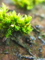 Orthotrichum pulchellum