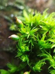 Orthotrichum pulchellum