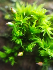 Orthotrichum pulchellum