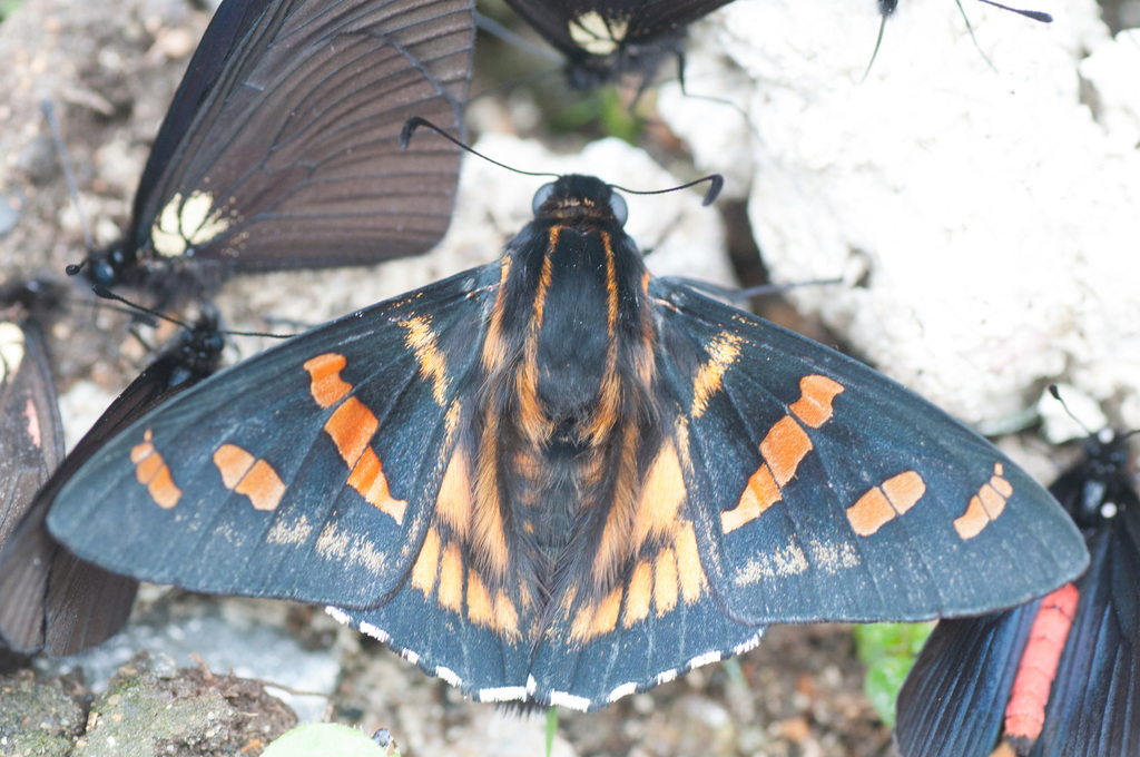 Pityusa Skipper