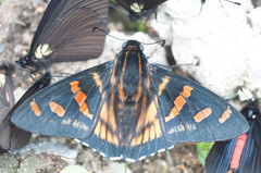 Mimardaris pityusa