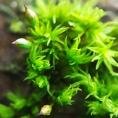 Orthotrichum pulchellum