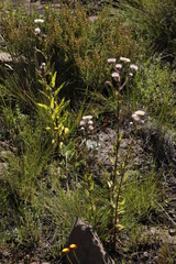Helichrysum elegantissimum