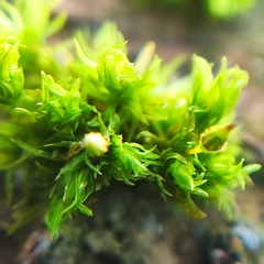 Orthotrichum pulchellum