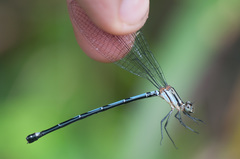 Argia medullaris