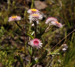 Helichrysum elegantissimum