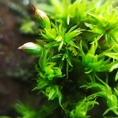 Orthotrichum pulchellum