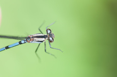 Argia medullaris