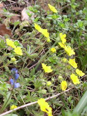 Potentilla heptaphylla