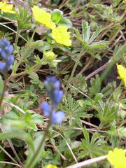 Potentilla heptaphylla