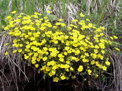 Potentilla heptaphylla