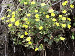 Potentilla heptaphylla