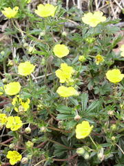 Potentilla heptaphylla