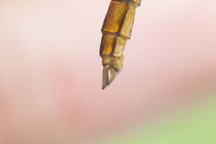 Erythrodiplax ines