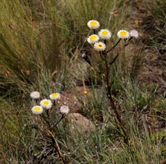 Helichrysum elegantissimum
