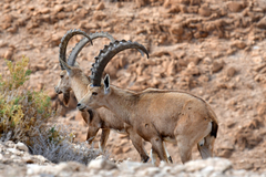 Capra nubiana