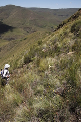 Helichrysum elegantissimum