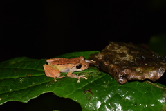 Pristimantis incomptus