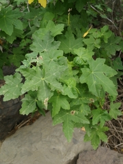 Malva acerifolia