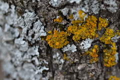 Xanthomendoza aphrodites