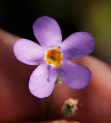 Chaenostoma patrioticum, photograph (c) Tony Rebelo, some rights reserved (CC BY-SA)