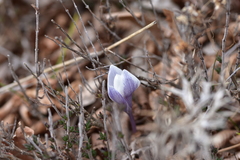 Crocus weldenii