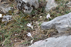 Colchicum hungaricum