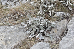 Pentanema verbascifolium