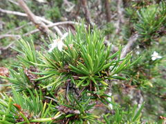 Olearia pinifolia
