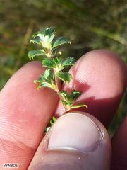 Cliffortia tricuspidata