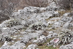 Pentanema verbascifolium